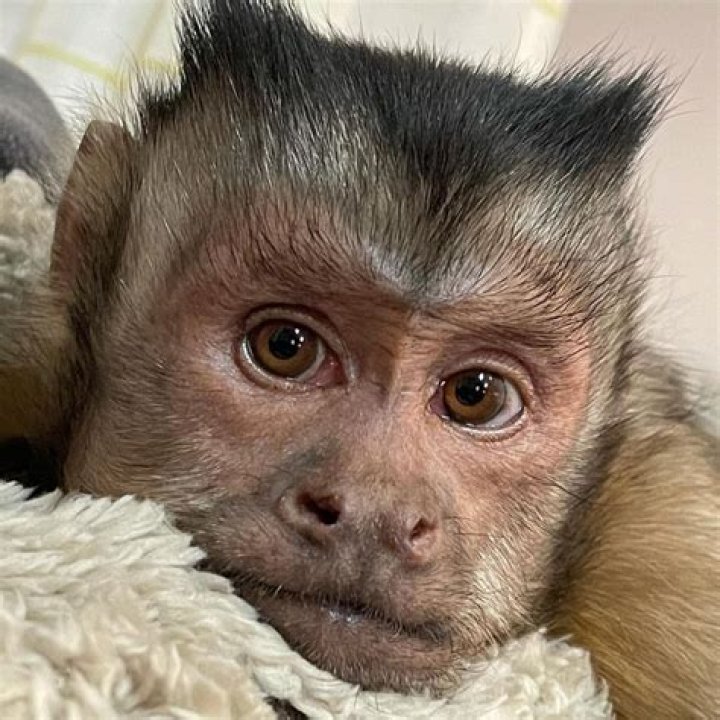 TikTok monkey dead Viral star who stole hearts of his